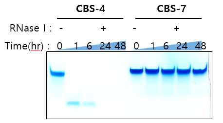 CBS-4에 비해 CBS-7의 RNase I에 대한 높은 저항성