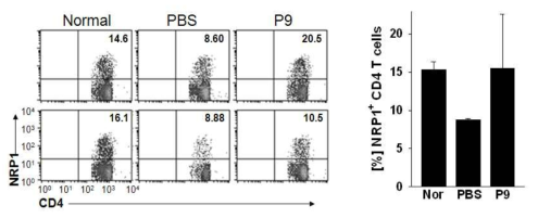 관절염 동물모델에 P9 처리에 의한 간내 CD4 T 세포 표면 NRP1 발현 변화