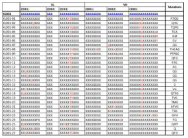 결합력 개선 항체들 130여종의 염기서열분석을 통해 27개 independent clone들의 확보 및 각 아미노산 변화 확인