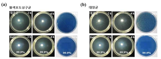 (a) 황색포도상구균과 (ｂ) 대장균에 대한 ZnO 졸겔 항균코팅의 각 2, 4, 24시간 접촉에 따른 항균시험 (JIS Z 2801) 배양 테스트 결과