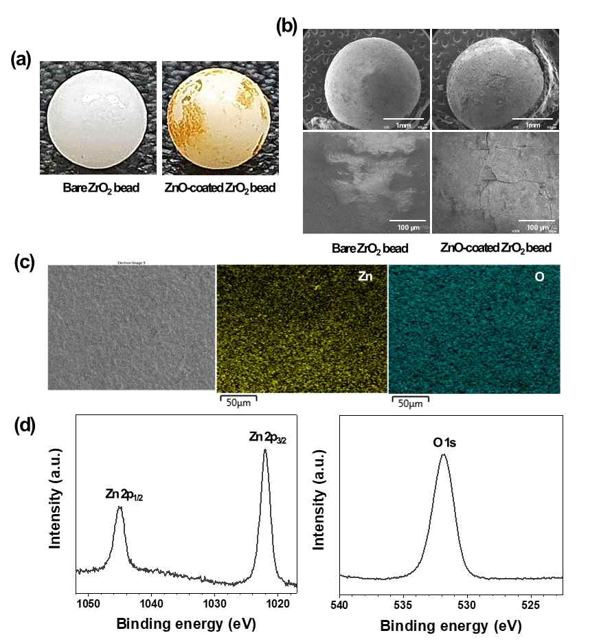 ZrO2 bead 위에 코팅된 ZnO 항균소재의 표면분석 결과 (a) 사진, (b) SEM, (c) EDS, (d) XPS