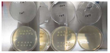 O.D. 0.1 배양액의 농도 측정. 105로 희석하여 측정한 경우 사진
