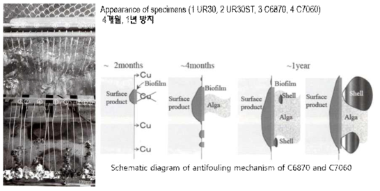 구리합금 와이어의 해수 침지실험결과
