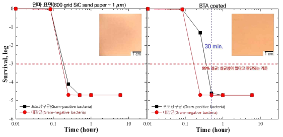 연마된 표면과 BTA가 도포된 인탈산동의 살균능 실험