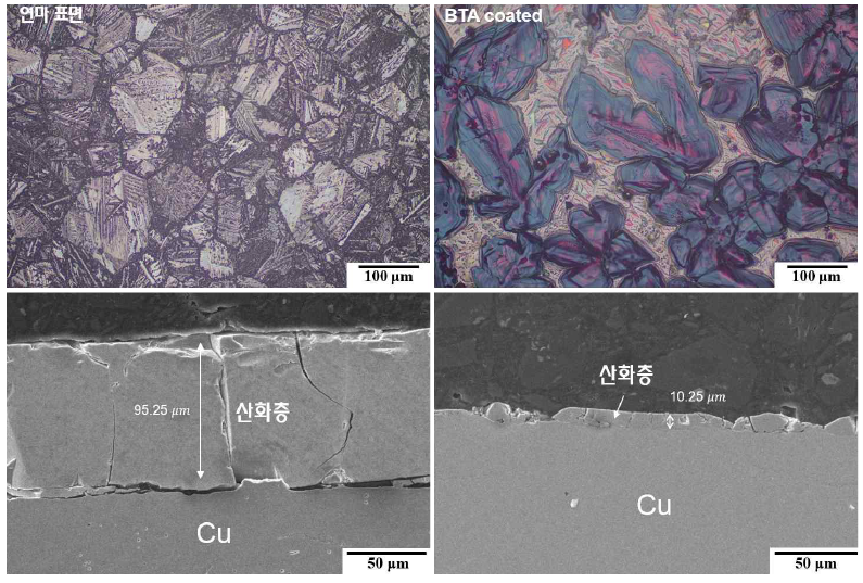 9.6 x 10-2 torr, 980℃, 24시간 산화시킨 연마 및 BTA가 도포된 인탈산동의 산화막 분석