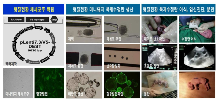 형질전환 기술 활용