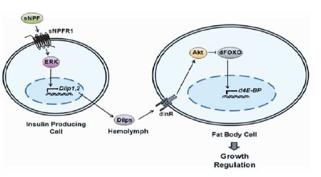 신경펩타이드 eNPF에 의한 대사조절 모델