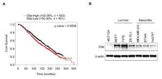 G9a 발현에 따른 생존율 분석 및 유방암 세포주에서의 발현 조사