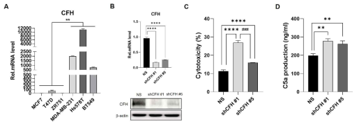 MDA-MB-231 세포에서의 CFH 발현 억제가 보체 의존적 독성에 미치는 영향