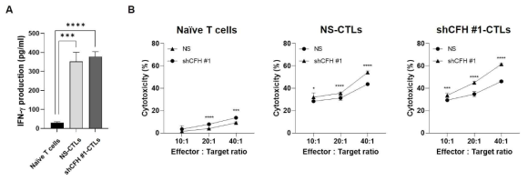 CFH 발현 억제에 따른 T 세포 공격으로부터의 방어 수준 약화 검증