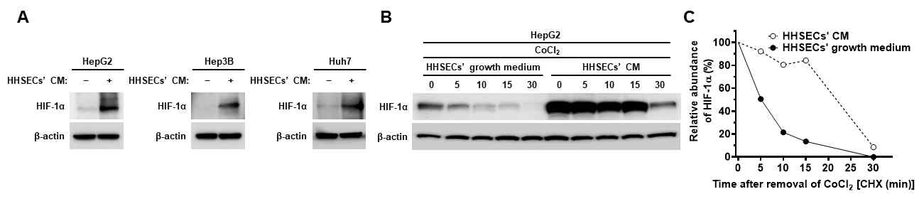 정상산소 조건에서 혈관내피세포에 의한 간암세포주의 HIF-1α 안정도 증가