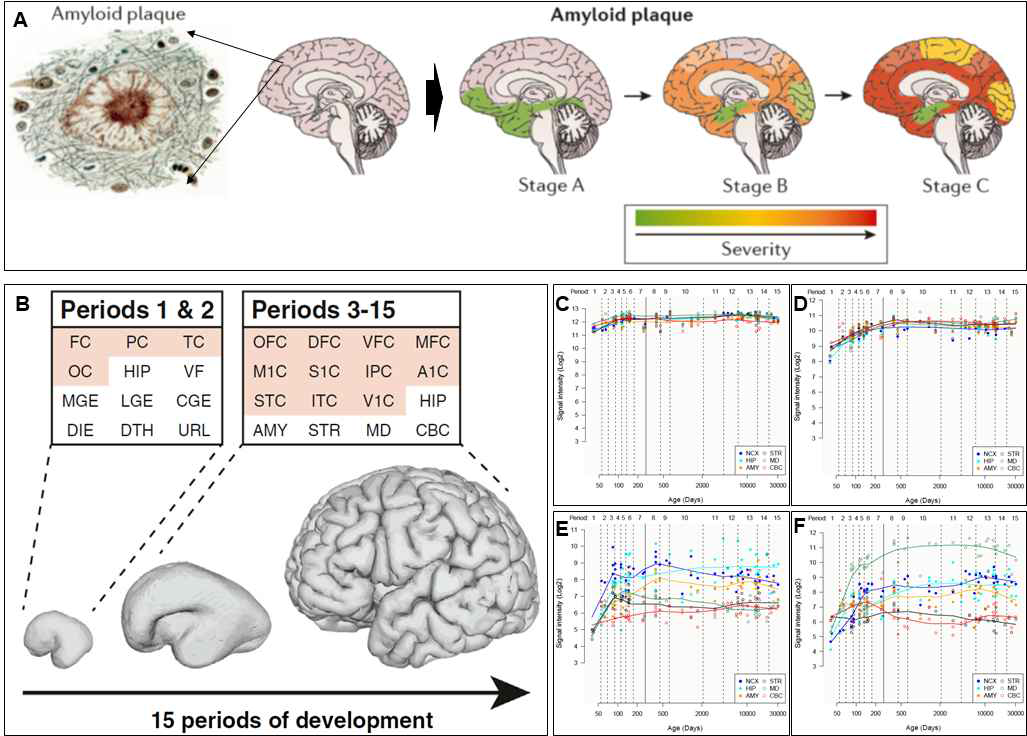 알츠하이머 환자에서 대표적으로 나타나는 Aβ 이상 응집 확산 및 관련 유전자의 생애주주기별 발현 패턴 비교. (A) 노령화에 따라 아밀로이드 응집이 대뇌 전 영역으로 확산함을 그래픽으로 표현. (B-F) 사람의 생애주기별 뇌 세부영역에서의 전사체 분석(B)를 통해, APP(C), LRP1(D), CCN3(E), ZDHHC22(F)의 발현 변화