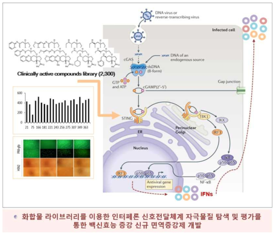 인터페론 자극 화합물 탐색 및 면역증강 평가연구