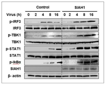 SIAH1 단백질 발현에 따른 신호전달 활성화 확인