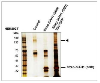 STrEP tagged SIAH1 단백질을 이용한 Pull Down Assay