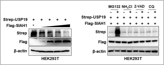 SIAH1에 의한 USP19의 proteosomal degradation 검증