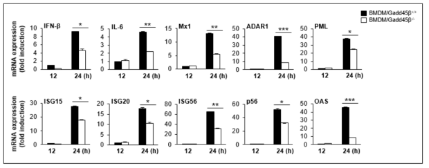 Gadd45β 단백질에 의한 항바이러스 효능 검증