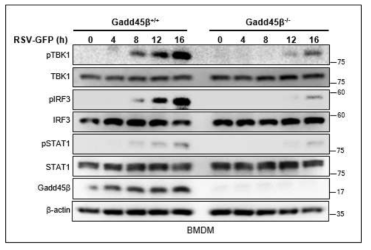 Gadd45β 단백질 발현에 따른 신호전달 활성화 확인