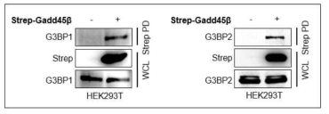 Gadd45β와 G3BP1과의 상호작용 확인