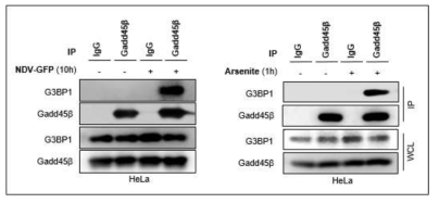 Gadd45β와 G3BP1과의 상호작용 확인