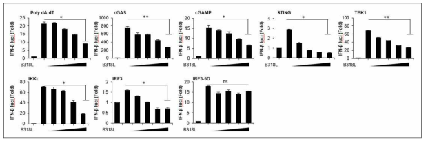 ASFV B318L 단백질의 IFN-β promoter 활성 검증