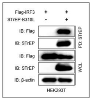 ASFV B318L 단백질과 IRF3의 interaction 검증