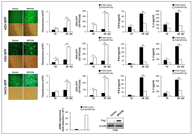NP419L 단백질에 의한 인터페론 억제 효능 검증