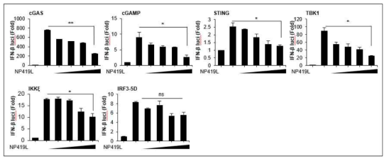 ASFV NP419L 단백질의 IFN-β promoter 활성 검증