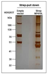 STrEP tagged NP419L 단백질을 이용한 Pull Down Assay