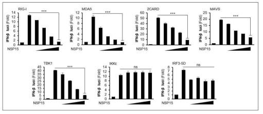 NSP15 단백질의 IFN-β promoter 활성 검증