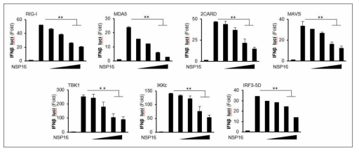 NSP15 단백질의 IFN-β promoter 활성 검증