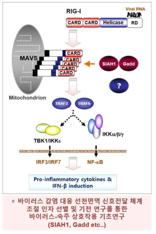 바이러스 감염에 대한 숙주 면역반응 기전연구