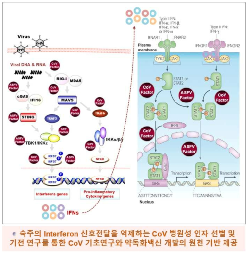 바이러스 특이 병원성인자들의 면역회피 기전기반 연구