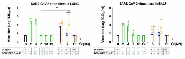 폐조직 및 기관지페포세척액에서의 SARS-CoV-2 바이러스 역가 측정