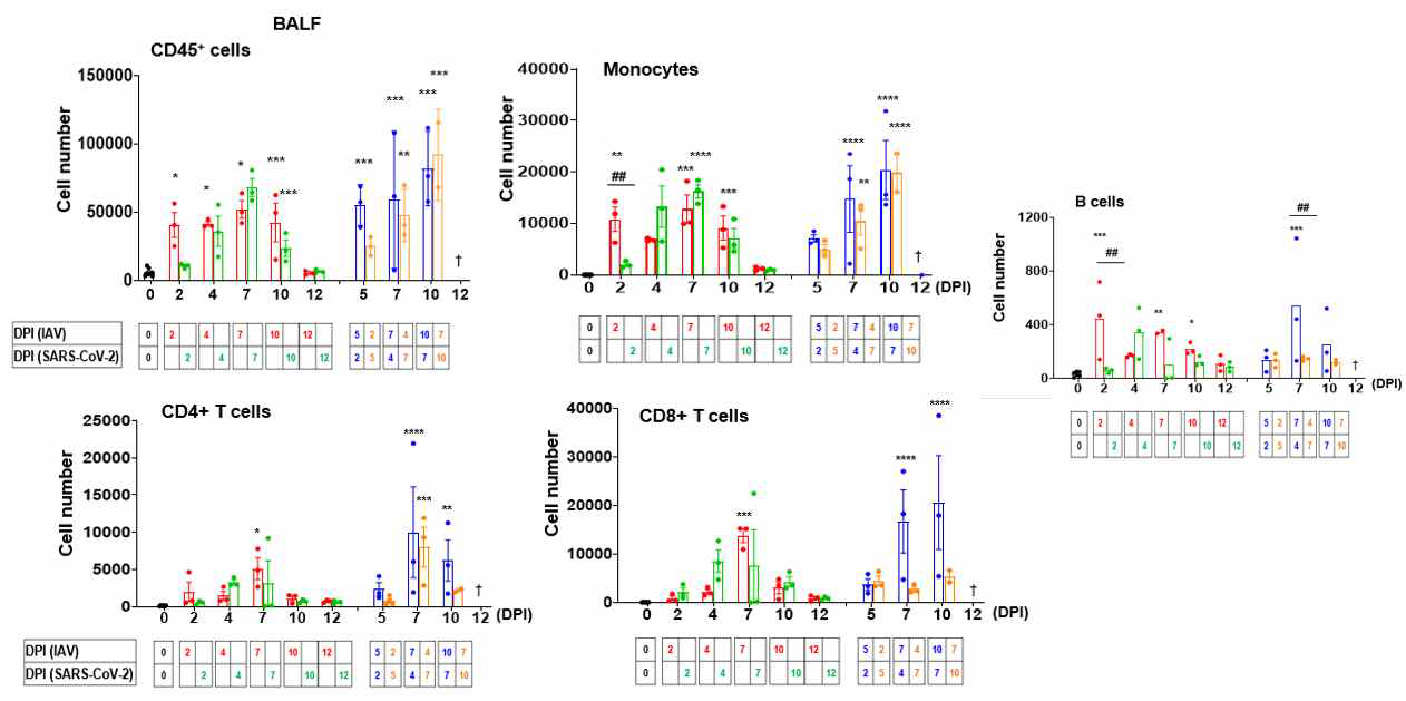 Influenza virus (IAV)와 SARS-CoV-2 virus coinfection 후 면역세포 분석