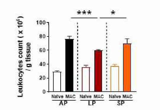 갑염 10주 시점 폐 조직 유입 Leukocytes number 비교