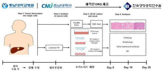 환자 유래 간암 튜머로이드 구축 전략 모식도