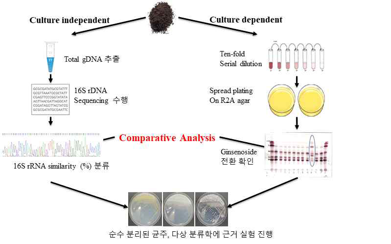 인삼 유효성분 활성 균주 확보 추진방법