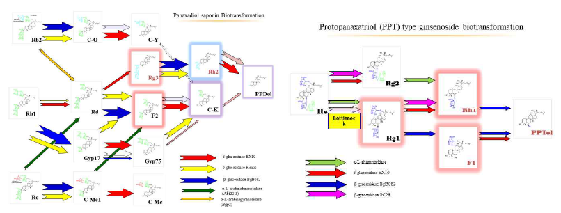 Protopanaxadiol & Protopanaxatriol ginsenoside 전환 모식도