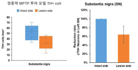 PD 모델 제작 1차 예비 실험 (Hemi-parkinsonian model) – 조직학적 증상 평가 (IHC) #1