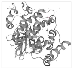 인간의 Glycogen synthase kinase-3 beta의 단백질 3차원 구조