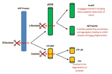β-secretase의 효소 활성을 통한 APP 절단 및 베타-아밀로이드 형성 과정