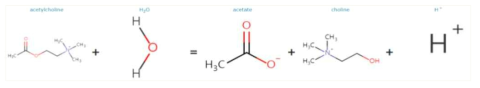 Acetylcholin esterase의 대표적인 Catalytic activity