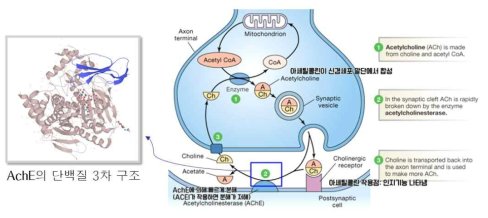 Acetylcholin esterase에 의한 Acetylcolin의 작용점과 가수분해 과정