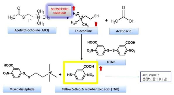 Acetylcholin esterase의 저해 활성 측정을 위한 TNB 합성 메카니즘