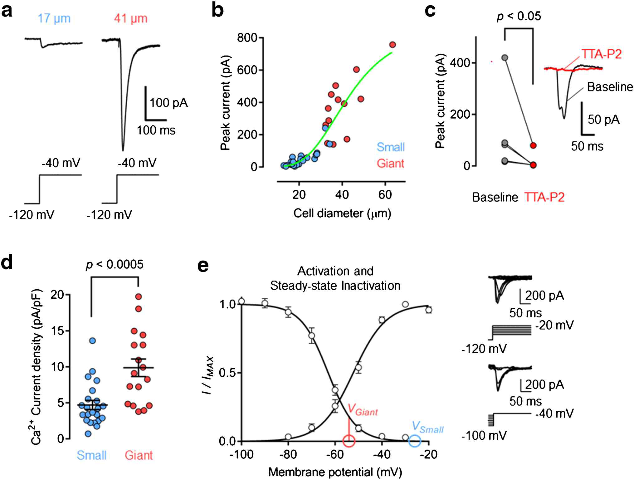 Rod-like cell 분화과정에서 T-type calcium channel활성화 규명