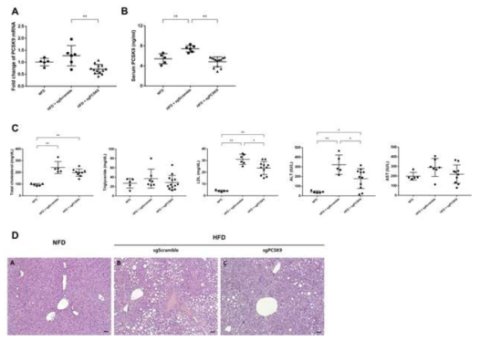 전신투여에 의한 plasmid전달 효율 확인을 위한 PCSK9실험 결과