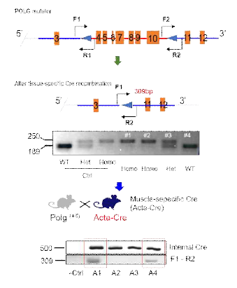 POLG mutator 마우스 시스템의 개요 및 유전형질 확인 데이터. 추가로 근육조직 특이적 POLG deletion 마우스 시스템 구축을 완료하였으며, 지방조직 특이적 POLG deletion 마우스 시스템을 구축 진행