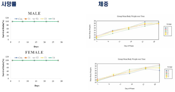AAV투여 후 사망률 및 체중