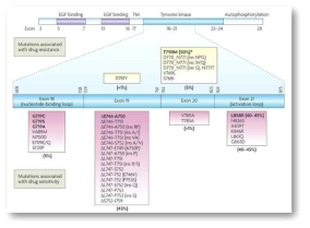 EGFR mutation (Sharma et al., Nat Rev Cancer, 2007)